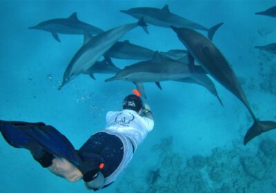 Dolphin House trip