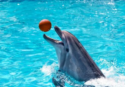 Dolphin show